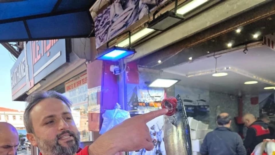Karadeniz'de palamut alarmı: 'önüne geleni yiyor' deyip hepsinin tutulması için çağrı yaptı