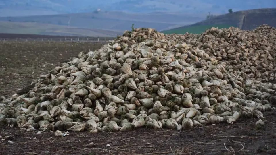 Dönüm başına 15 ton ürün, 60 Bin TL kâr! 'Çiftçi Zarar Ediyor' iddiasına üreticiden yanıt