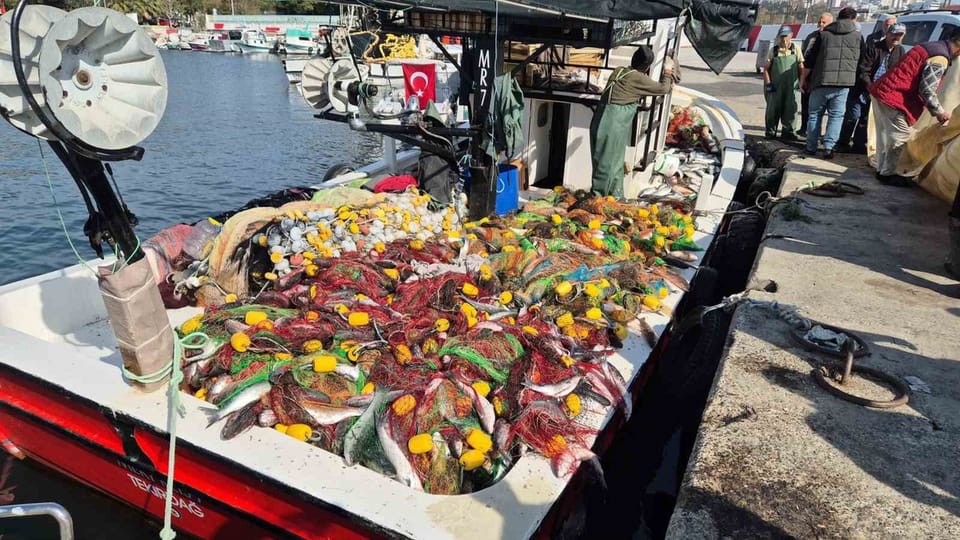 Süleymanpaşa'da balıkçıların ağına 1,5 ton kefal takıldı